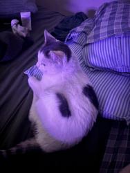 Reunited Female Cat last seen fairview and cole, Boise, ID 83709