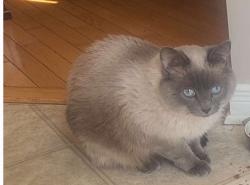 Reunited Male Cat last seen Near Bergamot Cir, Ottawa, ON K4A 4R3, Canada, Ottawa, ON K4A 4R3