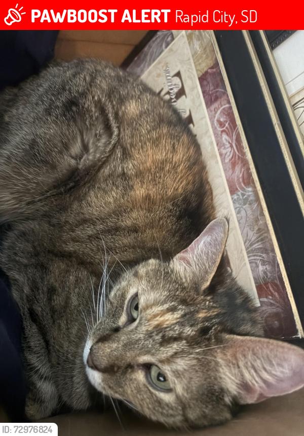 Lost Female Cat last seen Central boulevard and Sterling Street off West Saint Anne Street, Rapid City, SD 57702