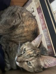 Lost Female Cat last seen Central boulevard and Sterling Street off West Saint Anne Street, Rapid City, SD 57702