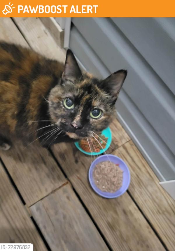 Found/Stray Female Cat last seen Sandy flt Rd and Brown Farm Way, Greenville County, SC 29687