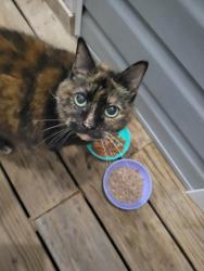 Found/Stray Female Cat last seen Sandy flt Rd and Brown Farm Way, Greenville County, SC 29687