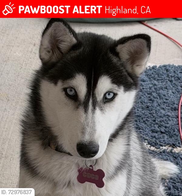 Lost Female Dog last seen Lankerahim Ave , Highland, CA 92346