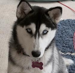 Lost Female Dog last seen Lankerahim Ave , Highland, CA 92346