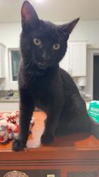 Lost Male Cat last seen Jackrabbit Ln, Bozeman, MT 59718