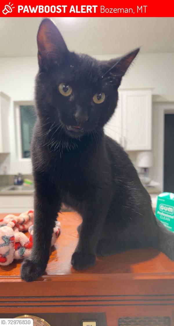 Lost Male Cat last seen Jackrabbit Ln, Bozeman, MT 59718
