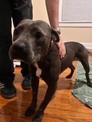 Found/Stray Male Dog last seen Near Airport Blvd, Mobile, AL, Mobile, AL 36608