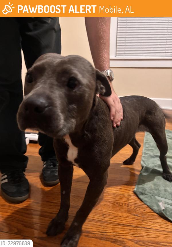 Found/Stray Male Dog last seen Near Airport Blvd, Mobile, AL, Mobile, AL 36608