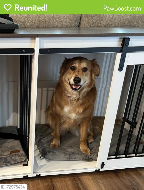 Reunited Female Dog last seen Near Valley Stream Dr , Raleigh, NC 27604