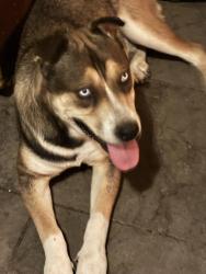 Found/Stray Male Dog last seen Fruit ave & ashlan, Old Fig Garden, CA 93705