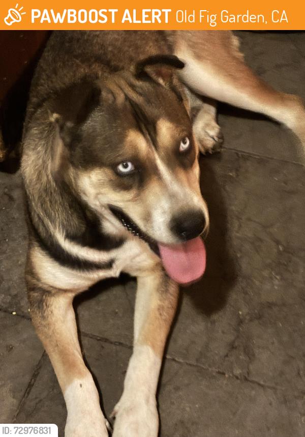 Found/Stray Male Dog last seen Fruit ave & ashlan, Old Fig Garden, CA 93705