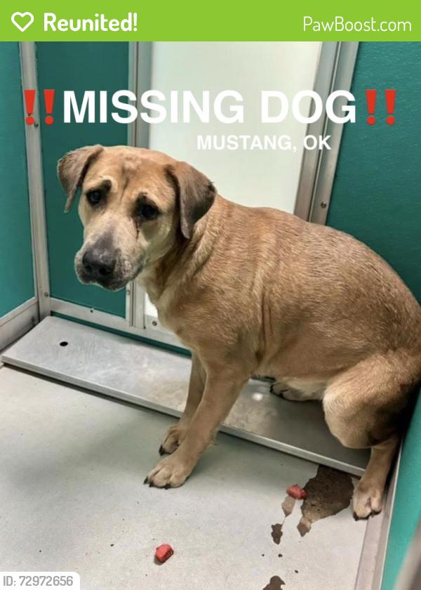 Reunited Female Dog last seen Went missing from S Castle Rock Ln area by Meadows Park in Mustang, OK! , Mustang, OK 73064