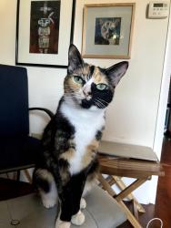 Reunited Female Cat last seen manzanita elementary school, Oakland, CA 94601