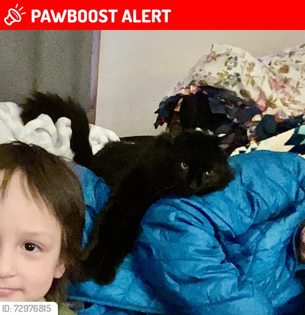 Lost Male Cat last seen Hayes St and 40th Ave NE, Columbia Heights, MN 55421