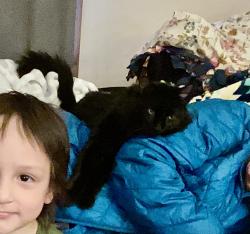 Lost Male Cat last seen Hayes St and 40th Ave NE, Columbia Heights, MN 55421