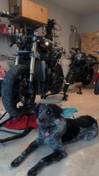 Lost Female Dog last seen Duckys Mart , Haltom City, TX 76137