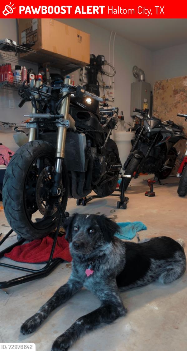Lost Female Dog last seen Duckys Mart , Haltom City, TX 76137