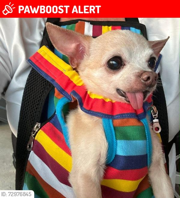 Lost Male Dog last seen Gail lane, Campbell County, TN 37757