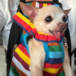 Lost Male Dog last seen Gail lane, Campbell County, TN 37757