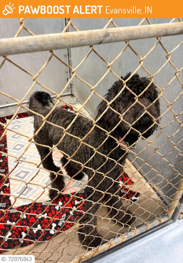 Found/Stray Female Dog last seen Woodbridge place apmts., Evansville, IN 47710