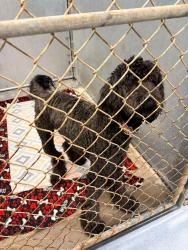 Found/Stray Female Dog last seen Woodbridge place apmts., Evansville, IN 47710