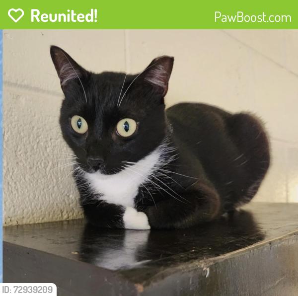 Reunited Male Cat last seen Near Squire Cir, Naples, FL 34104, USA, Naples, FL 34104