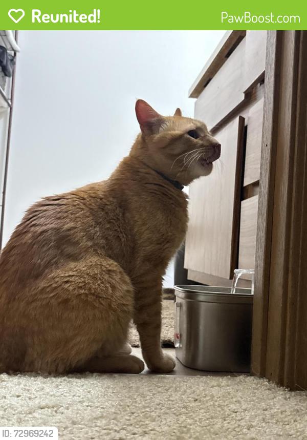 Reunited Male Cat last seen In the Meadowwood apmts on 30th, Kenosha, WI 53144