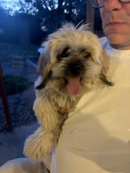 Found/Stray Male Dog last seen 16th Ave, Yakima, WA 98902