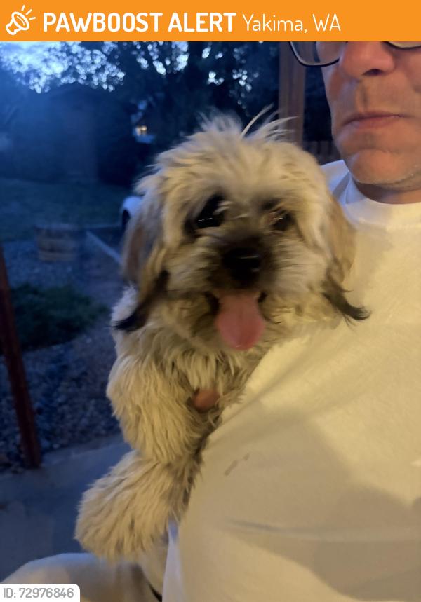 Found/Stray Male Dog last seen 16th Ave, Yakima, WA 98902