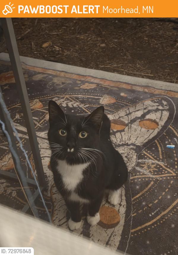 Found/Stray Male Cat last seen By the legion in Moorhead, Moorhead, MN 56560