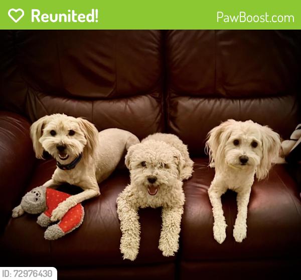 Reunited Male Dog last seen Stapley eighth Avenue, Mesa, AZ 85204