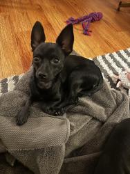 Reunited Female Dog last seen Tuxedo Terrace and Canyon Drive, Los Angeles, CA 90068