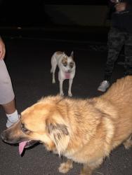 Reunited Unknown Dog last seen Kalmia and Lasselle St, Moreno Valley, CA 92557