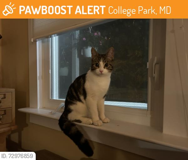Found/Stray Female Cat last seen 49th Ave and Delaware, College Park, MD 20740