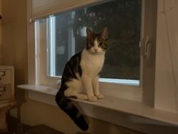 Found/Stray Female Cat last seen 49th Ave and Delaware, College Park, MD 20740
