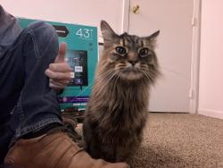 Lost Female Cat last seen Speedway , Cincinnati, OH 45245