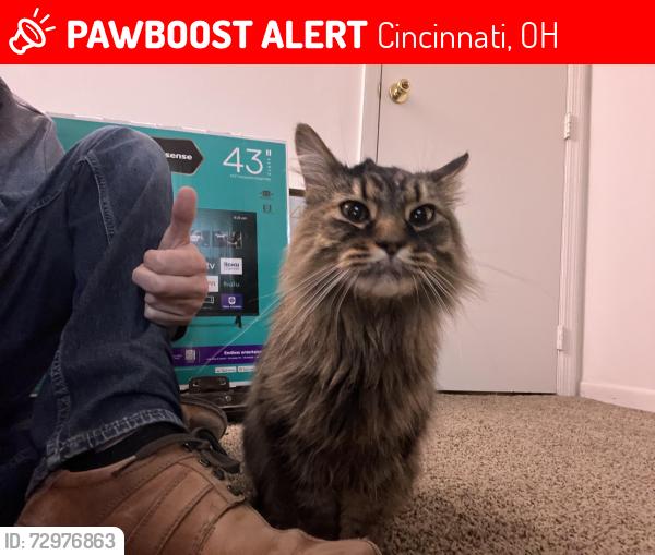 Lost Female Cat last seen Speedway , Cincinnati, OH 45245
