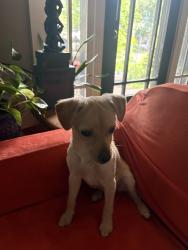 Found/Stray Female Dog last seen N Spring/Oak, Murfreesboro, TN 37130