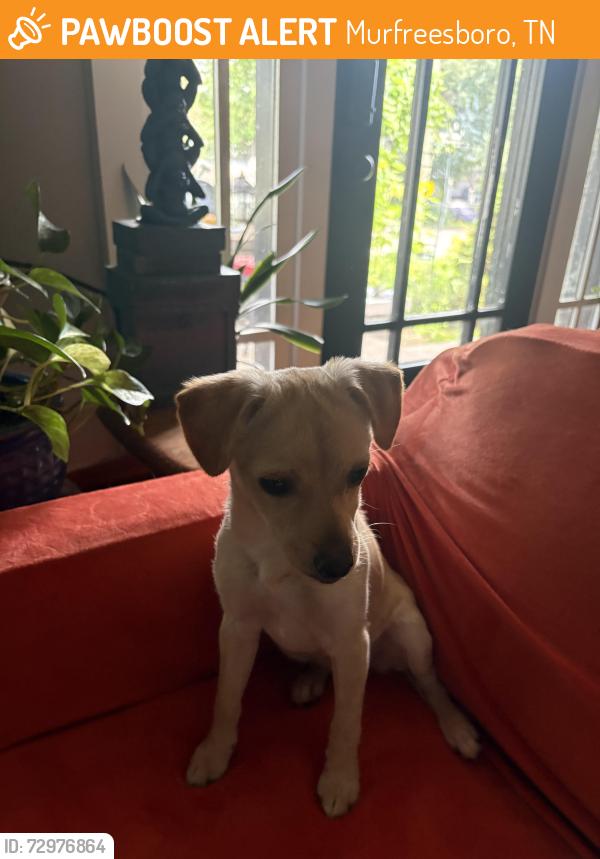 Found/Stray Female Dog last seen N Spring/Oak, Murfreesboro, TN 37130