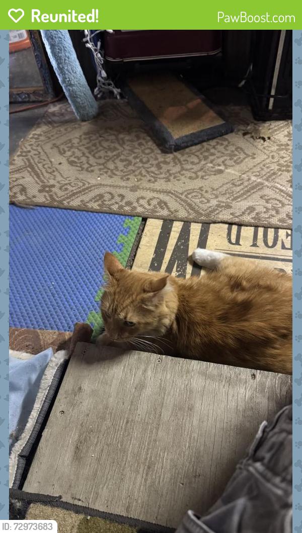 Reunited Unknown Cat last seen Sylvan and sycamore in Jeffersonville Indiana , Jeffersonville, IN 47130
