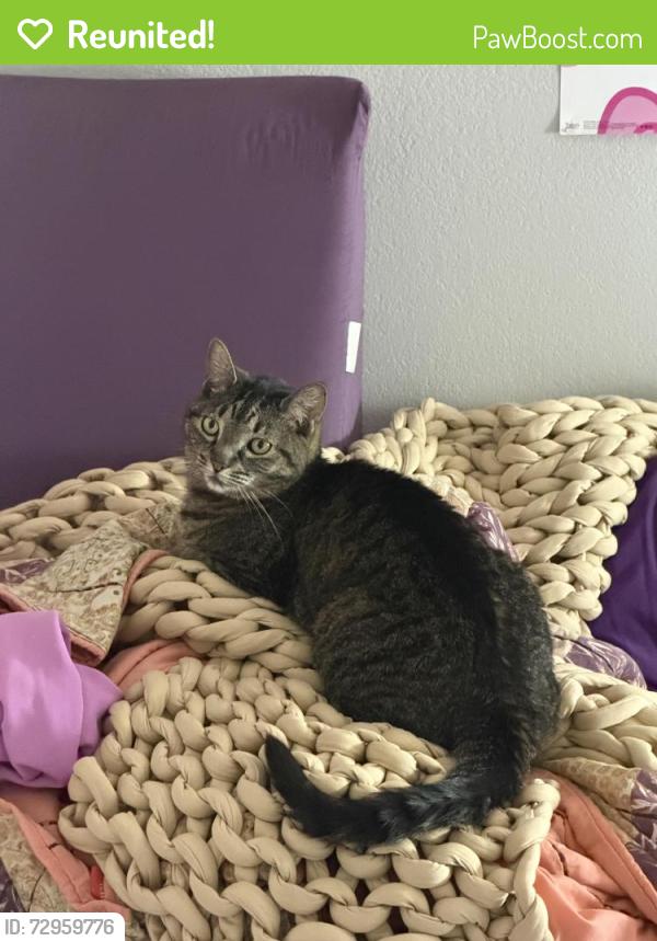 Reunited Female Cat last seen Pawnee and Lulu, Wichita, KS 67211