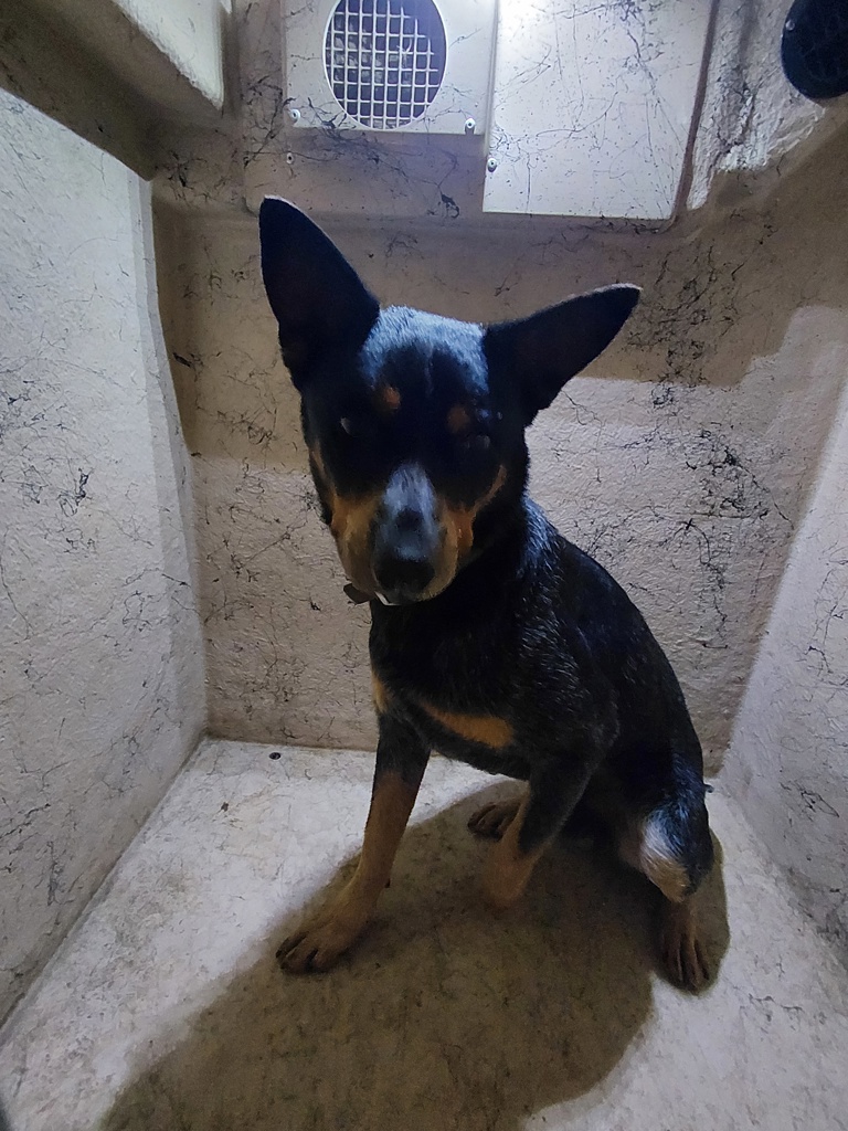 Shelter Stray Male Dog last seen Near Lacassine Road, SCOTT, LA, 70583, Lafayette, LA 70507