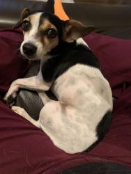 Reunited Female Dog last seen Broadmoor ests, Rowlett, TX 75089