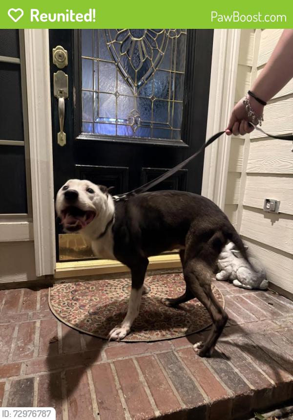 Reunited Female Dog last seen castlestone dr, Houston, TX 77065