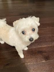 Reunited Female Dog last seen Douglaston pkwy, Queens, NY 11362