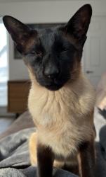 Reunited Male Cat last seen Arnprior farm, Arnprior, Scotland FK8 3HA