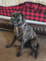 Lost Female Dog last seen Near Burn Road , Arlington, WA 98223