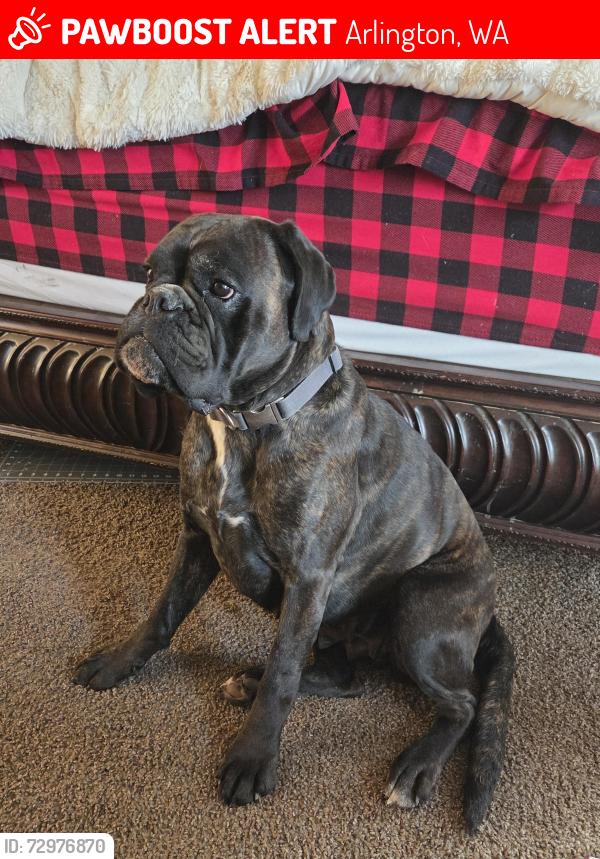Lost Female Dog last seen Near Burn Road , Arlington, WA 98223