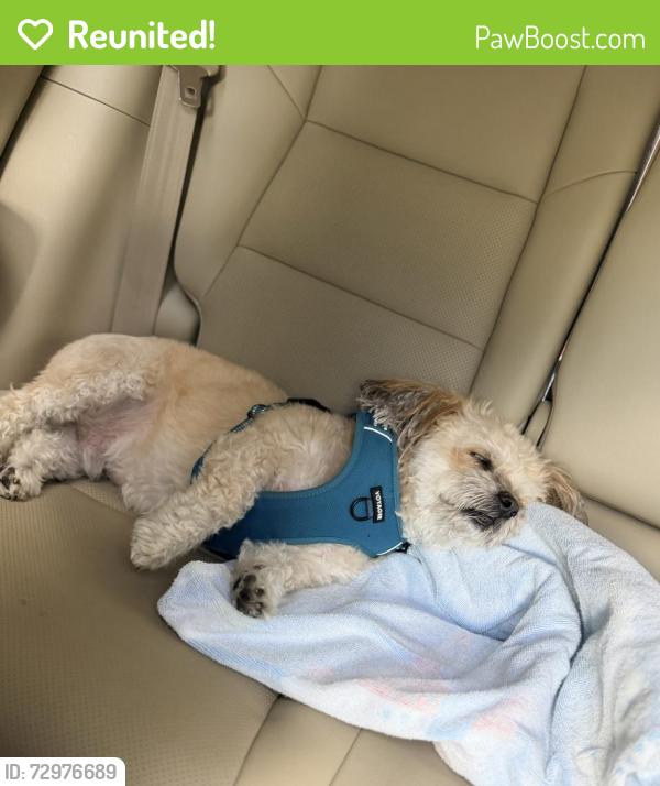 Reunited Male Dog last seen Citation lane and route 70, Cherry Hill Township, NJ 08002