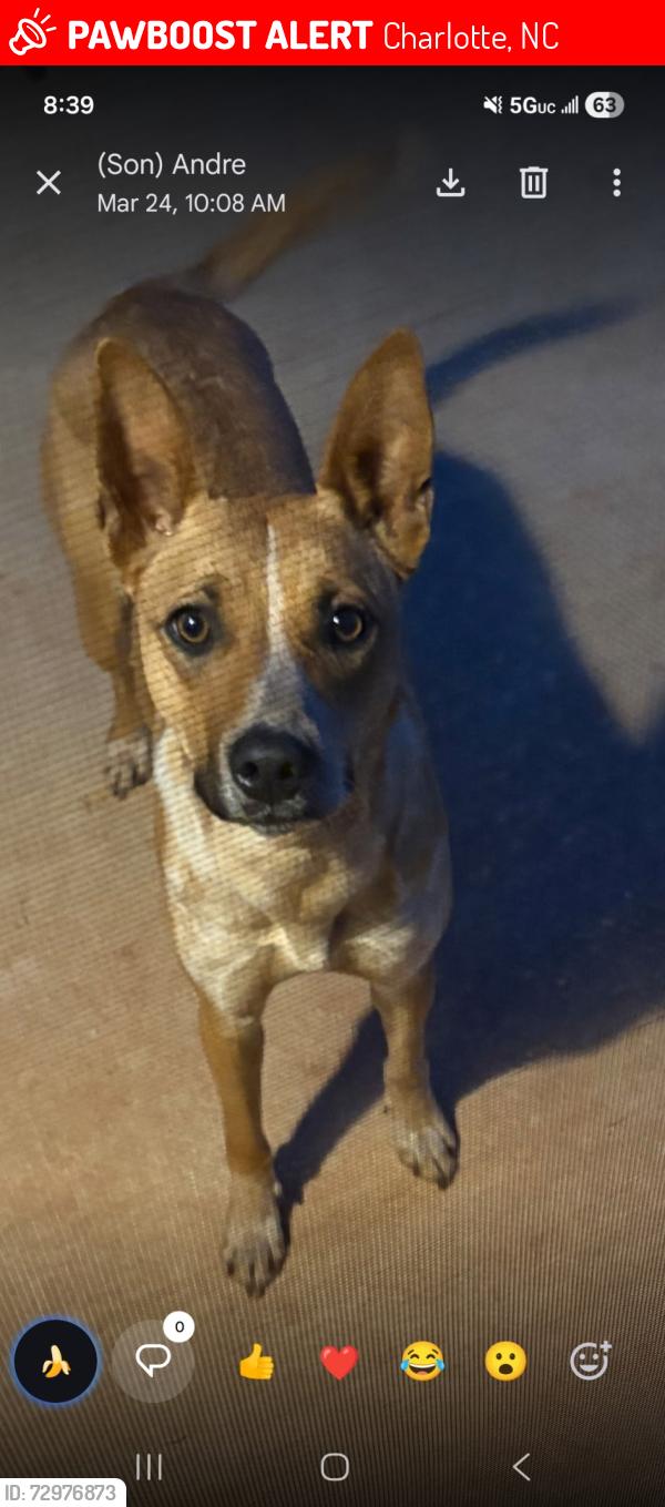 Lost Female Dog last seen Hampshire hills, Charlotte, NC 28215